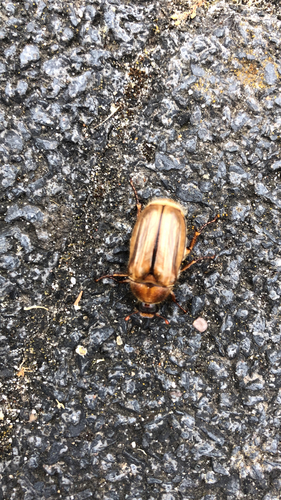 Summer Chafer, Waalwijk, photo 10 of 10