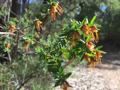 Darwinia citriodora