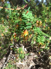 Darwinia citriodora