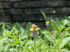 Apis florea