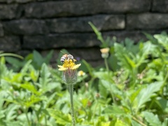 Apis florea