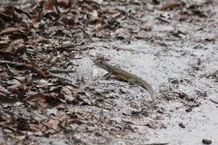 Leiolepis belliana