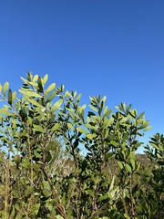 Persoonia lanceolata