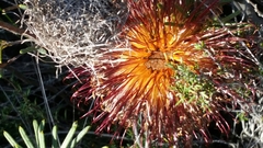 Banksia sphaerocarpa