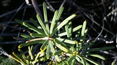 Banksia sphaerocarpa