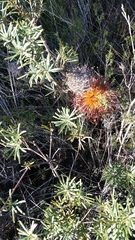 Banksia sphaerocarpa