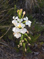 Isotoma hypocrateriformis