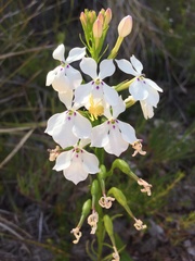 Isotoma hypocrateriformis