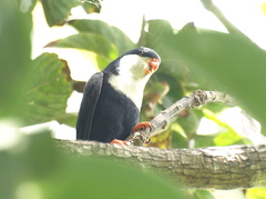 Vini peruviana