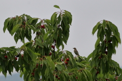 Anthus trivialis trivialis
