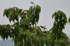 Anthus trivialis trivialis