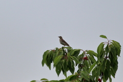 Anthus trivialis trivialis