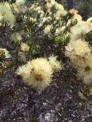 Melaleuca systena