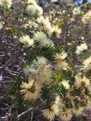 Melaleuca systena