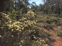 Melaleuca systena