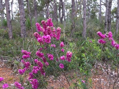 Hypocalymma robustum