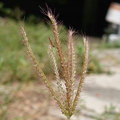 Chloris barbata