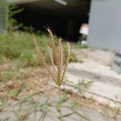 Chloris barbata