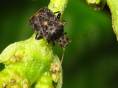 Charagochilus angusticollis