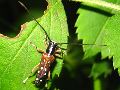 Glenea relicta