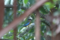 Pitta moluccensis