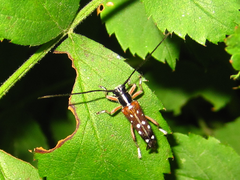 Glenea relicta