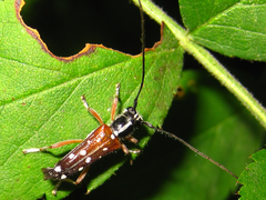 Glenea relicta