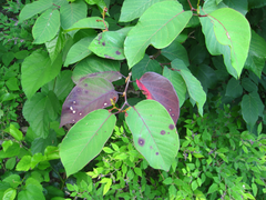 Neoshirakia japonica