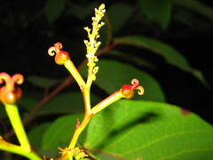 Neoshirakia japonica