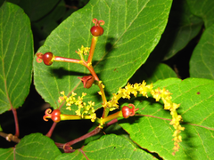 Neoshirakia japonica