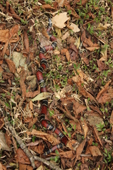 Pliocercus elapoides