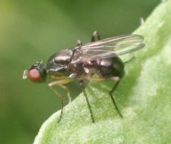 Nemopoda nitidula