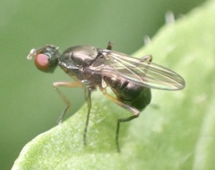 Nemopoda nitidula