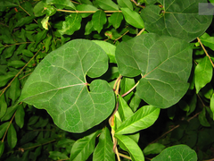 Cynanchum wilfordii