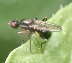 Nemopoda nitidula