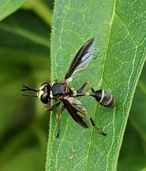 Physocephala marginata
