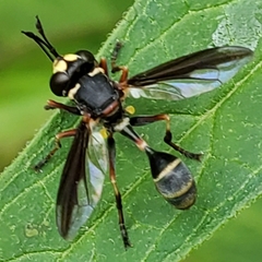 Physocephala marginata