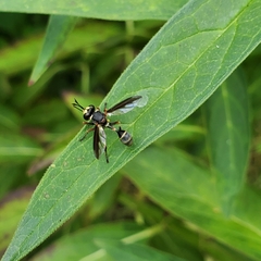 Physocephala marginata