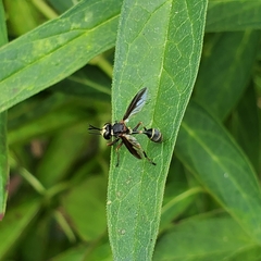 Physocephala marginata