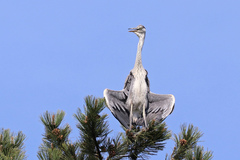 Ardea cinerea