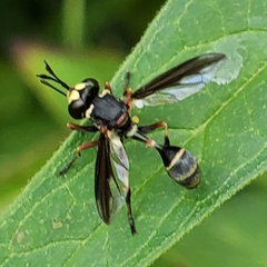 Physocephala marginata