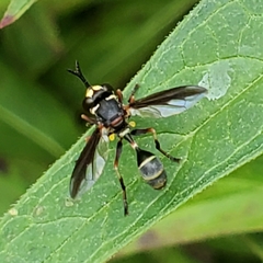 Physocephala marginata