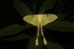 Actias maenas