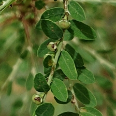 Phyllanthus amarus