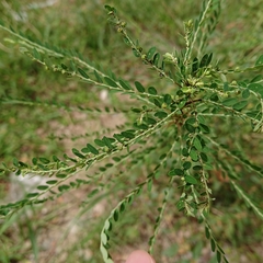 Phyllanthus amarus