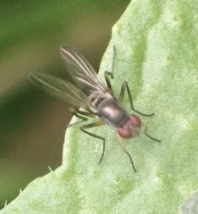 Nemopoda nitidula