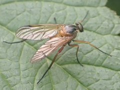 Rhagio immaculatus
