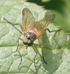Rhagio immaculatus