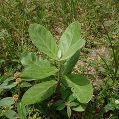 Calotropis gigantea