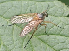 Rhagio immaculatus
